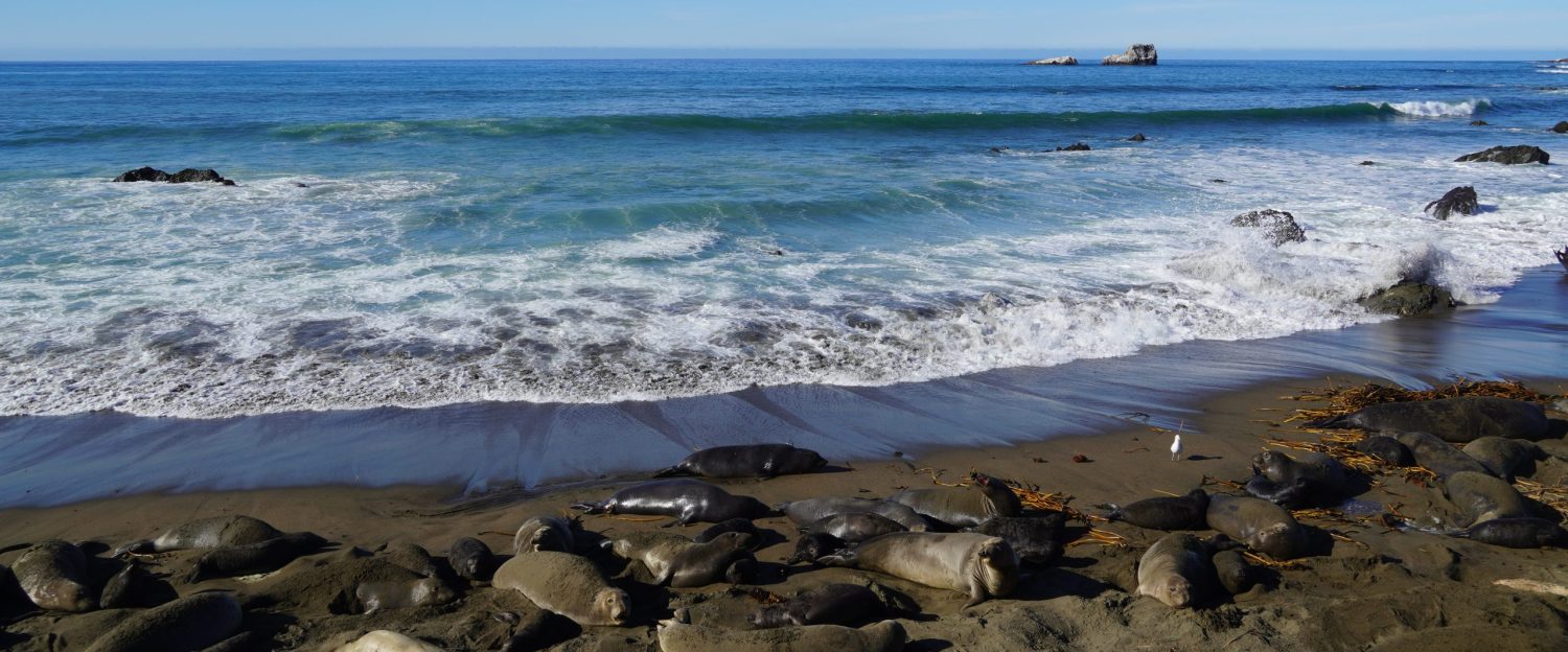 The Eco Shoreline