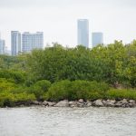 Do you know the mangroves that are "viviparous"?